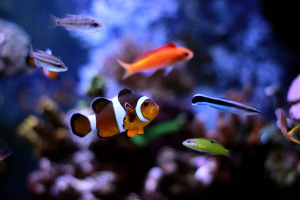 Popular fish in enjoy in coral reef aquarium tank — Stock Photo, Image