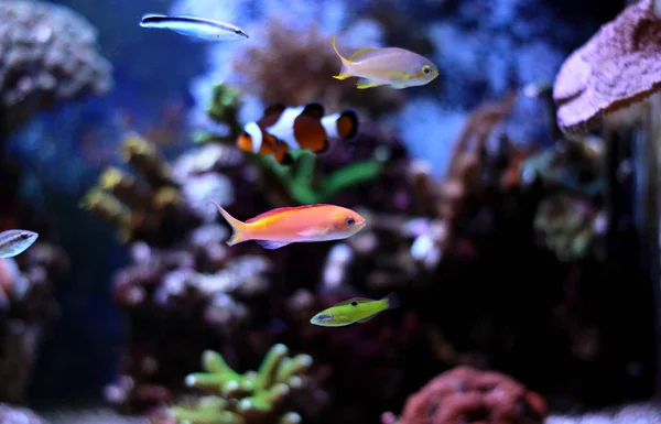 Anthias peces en tanque de arrecife — Foto de Stock