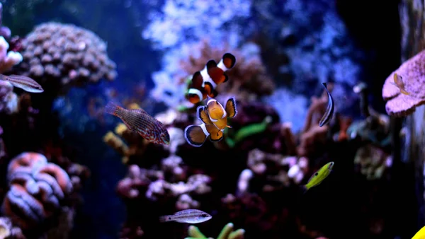 Populär fisk i njuta i coral reef akvarium tank — Stockfoto