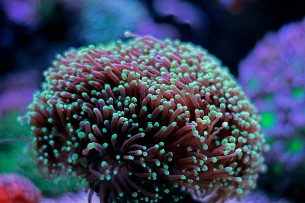 Euphyllia Lps coral i korallrevsakvarium — Stockfoto