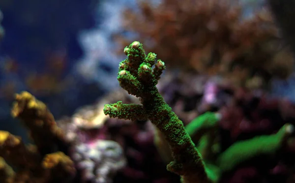 Grüne Aropora staghorn sps Korallen in Riff-Aquarium-Becken — Stockfoto