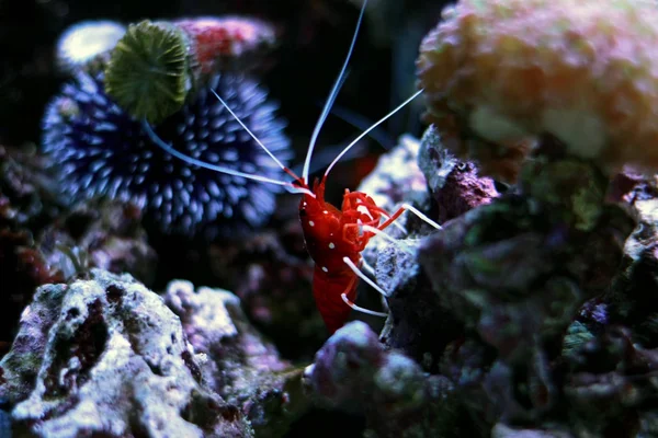 Red Fire Shrimp (Lysmata debelius) — Stock Photo, Image