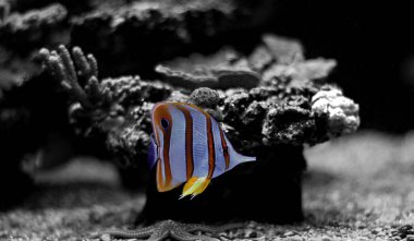 Coral reef aquarium fish  clipart