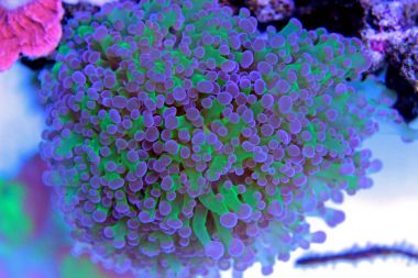 Euphyllia frogspawn lps coral in reef tank clipart