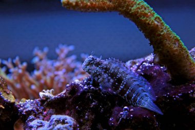Yosun Blenny (Salarias fasciatus)
