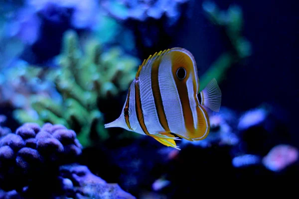 Cobre mariposa peces nadan en tanque de acuario de arrecife de coral —  Fotos de Stock