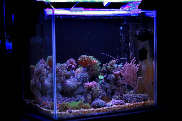 Coral Reef Akvarium Tank — Stockfoto