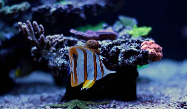 Copperband pillangó hal úszni a korall-zátony akvárium tartály — Stock Fotó