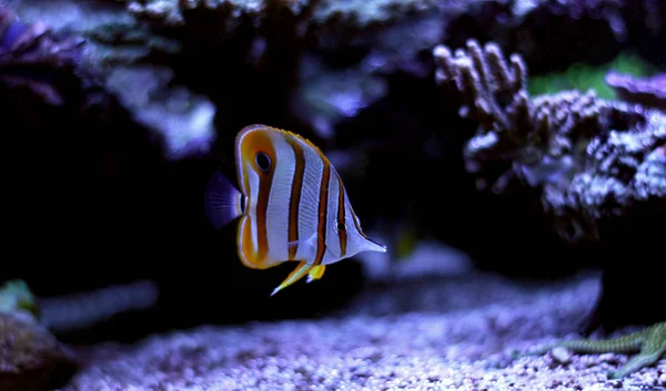 Cobre mariposa peces nadan en tanque de acuario de arrecife de coral — Foto de Stock