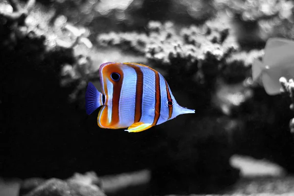 サンゴ礁の水族館の魚 — ストック写真