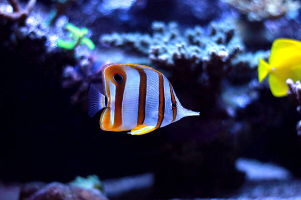 Copperband butterfly fish swim in coral reef aquarium tank
