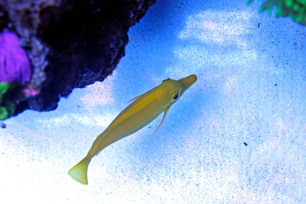 Zebrasoma peixe tang amarelo, disparado do topo do aquário — Fotografia de Stock