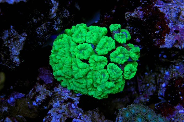 キャンディの杖の珊瑚 Caulastrea を配合したキシリトールチューインガム — ストック写真
