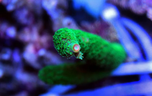 Grüne Aropora staghorn sps Korallen in Riff-Aquarium-Becken — Stockfoto