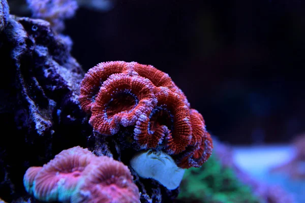 Roter Akanthastrea lps Koralle im Aquarienbecken — Stockfoto