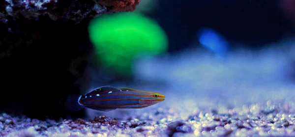 Rainfordu Goby в аквариуме — стоковое фото