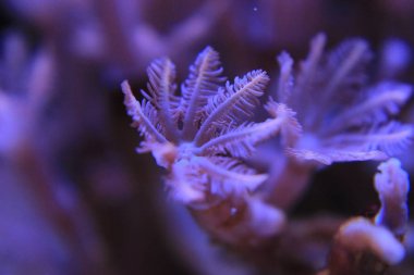 Clavularia eldiven polipler koloni mercan