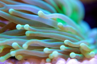 Euphyllia Lps mercan resif tank