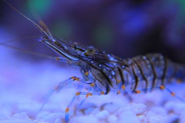 Cristal Shrimp - Palaemon Elegans