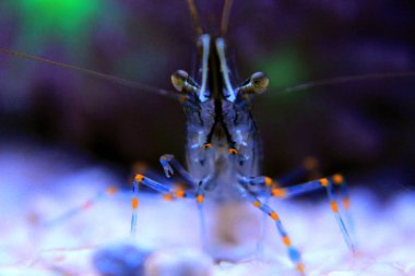 Cristal Shrimp - Palaemon Elegans