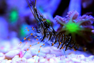Cristal Shrimp - Palaemon Elegans
