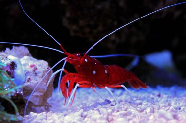 Kırmızı ateş karides - Lysmata Debelius