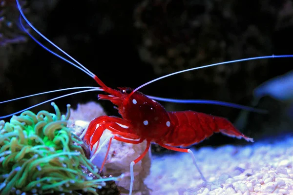 Red Fire shrimp - Lysmata Debelius — Stock Photo, Image