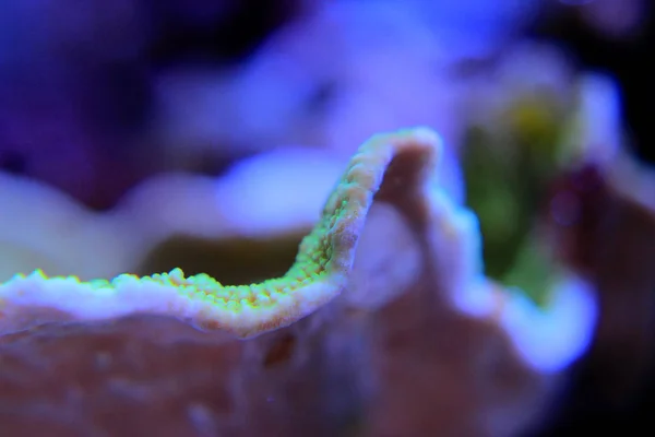 Montipora Sps Korall Zátony Akvárium Tartály — Stock Fotó
