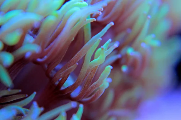 Goniopora lps κοράλλι στο ενυδρείο — Φωτογραφία Αρχείου