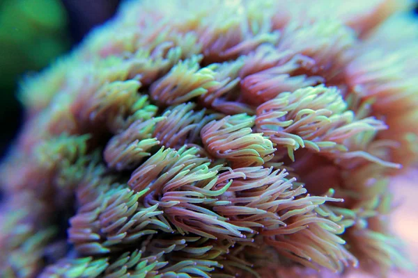 Goniopora lps coral em aquário — Fotografia de Stock