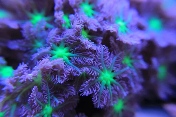 Clavularia glove polyps colony coral — Stock Photo, Image