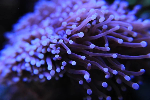 礁罐 Euphyllia Lps 珊瑚 — 图库照片