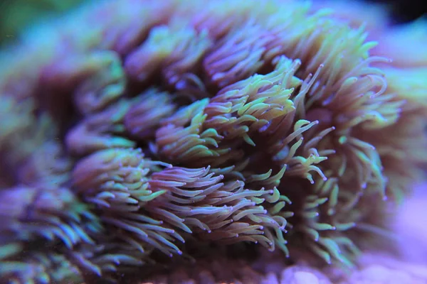 Goniopora lps korálů v akváriu — Stock fotografie