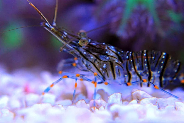 クリスタル海老 - 水線虫 — ストック写真