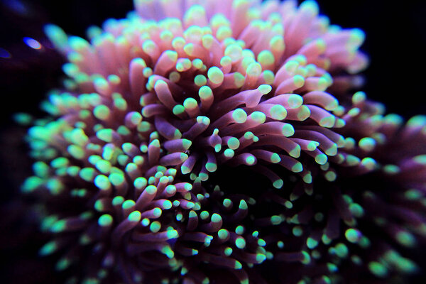 Euphyllia LPS coral in reef tank