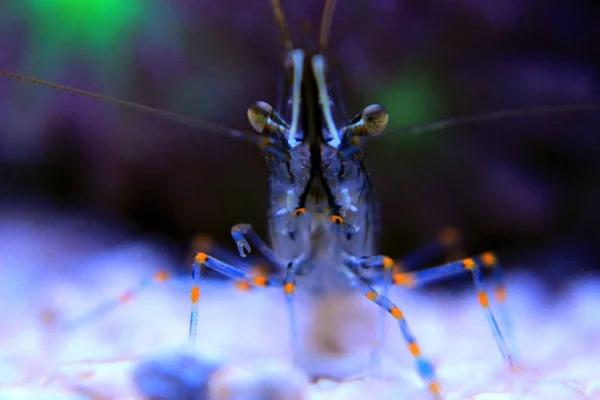 Cristal Shrimp - Palaemon Elegans — Stock Photo, Image