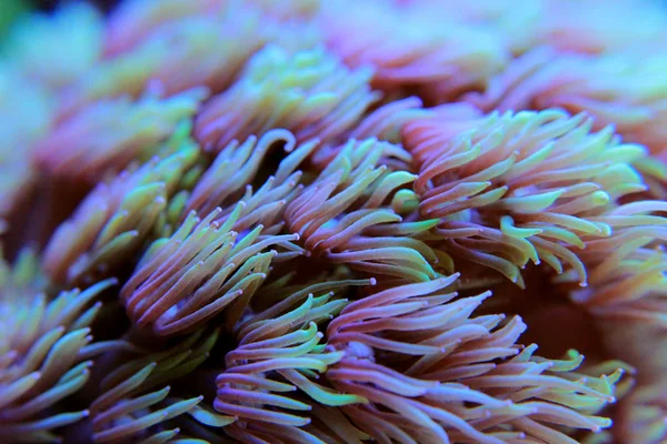 Рыба Аквариум Кораллового Рифа — стоковое фото