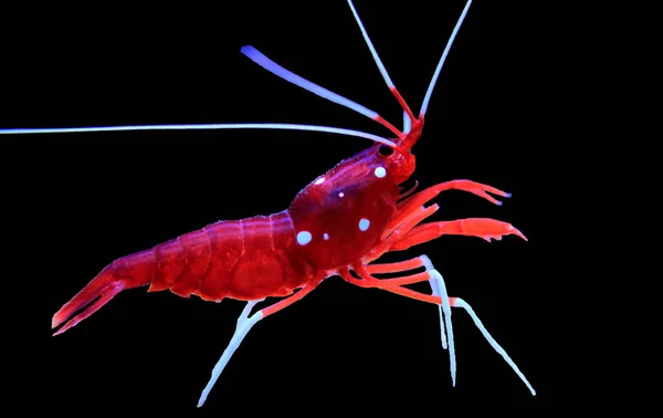 Red Fire shrimp - Lysmata Debelius — Stock Photo, Image