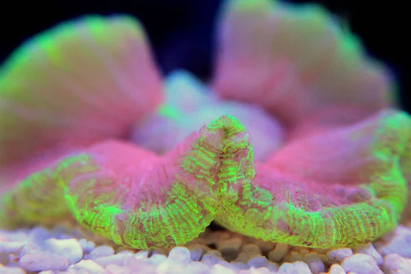 Open brain coral in macro shot in aquarium tank — Stock Photo, Image