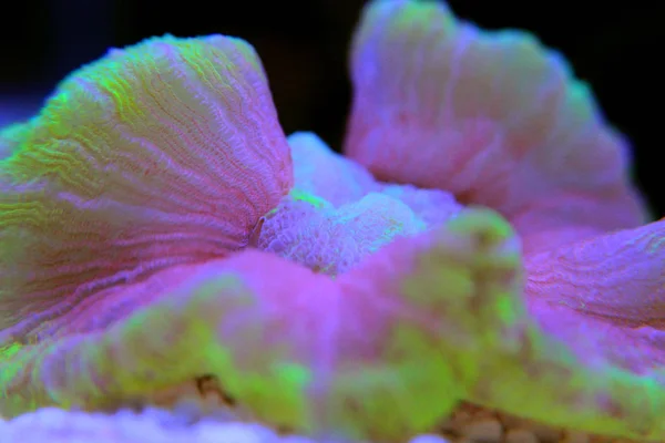 Corallo cerebrale aperto in macro shot in acquario — Foto Stock