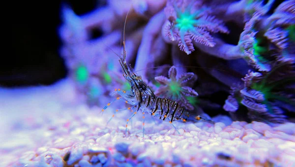 クリスタル海老 - 水線虫 — ストック写真