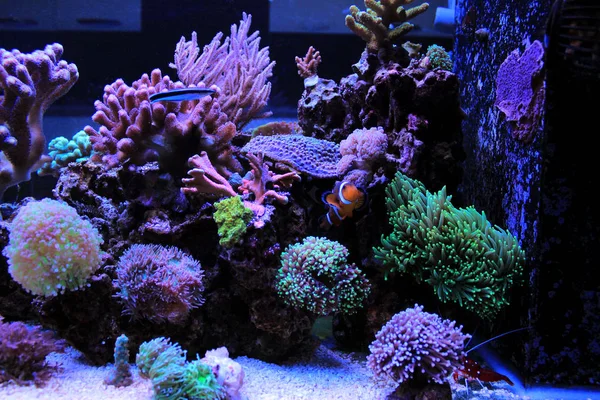 Cena de aquário recife de coral — Fotografia de Stock
