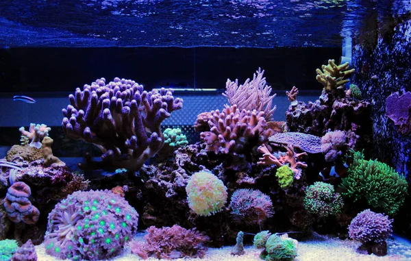 Кораловий риф акваріум сцени — стокове фото