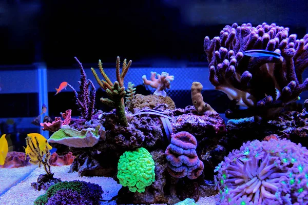 Koraal rif aquarium scène — Stockfoto