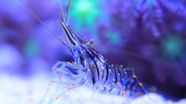 Cristal Shrimp - Palaemon Elegans