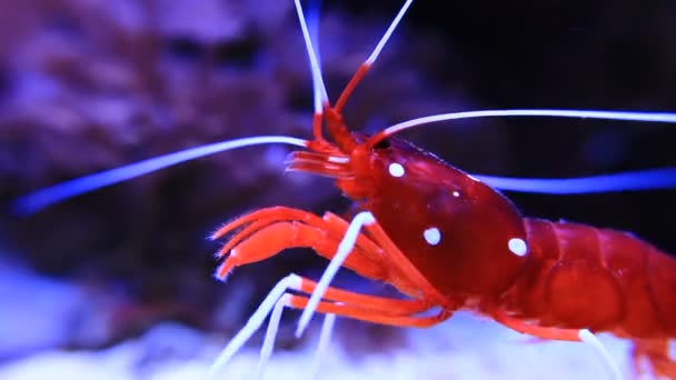 红火虾-Lysmata Debelius — 图库视频影像