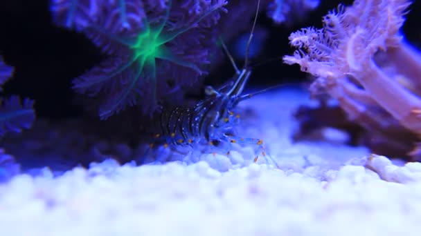 Cristal Shrimp - Palaemon Elegans — Stockvideo