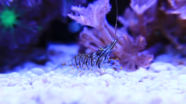 Cristal Shrimp - Palaemon elegans — Stockvideo