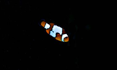 Picasso Clownfish - rare species clipart