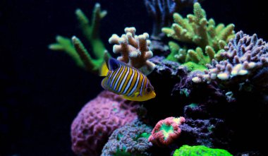 Regal Angelfish resif akvaryum tankı